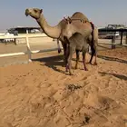 خلفه شعلا مصغر