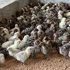 صوص فيومي سوبر جامبو اصل
