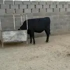 حسيله عمر 11 شهر جرسي