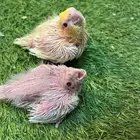 فروخ كروان لاتينر الليفه غرر