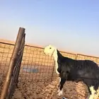 لبيع فحل جذع نجدي