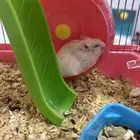 هامسترين للبيع ب 100