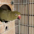 ببغاء درة  ذكور بشهادات تحليل صحة 100