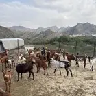 غنم مراح للبيع