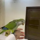 ببغاء كويكر