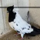 حمام طبات دنش وفحل سوداني جامبو