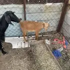 عنز ونعجه