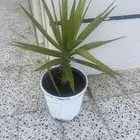 شره يكه تشبه النخل