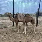 قعدان على الحليب