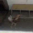 ديك تركي للبيع