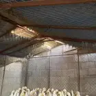 للبيع بط بكيني