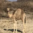 قعود مزيان