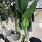 شجرة الزيتون ( توصيل مجانا )