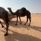 حايل