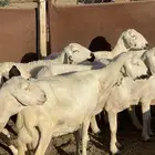 ضان دفع بفحلها شعره قصيره للبيع عدد 13