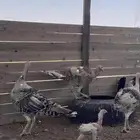 دجاج