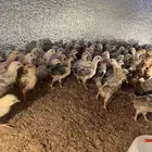 للبيع صوص دجاج بلدي