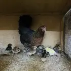 جاجه عربيه دم صافي وفروخها 12