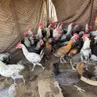 ديكه للبيع