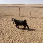 صخله عمره 4 شهور