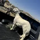 خروف جذع مشروع فحل للبيع