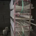 بطارية سمان لجمع البيض