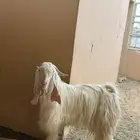 تيس فحل شرط