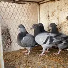 جنوب حايل الروضه