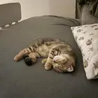 سكوتش فولد ذكر