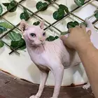 قطط فرعونية