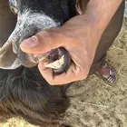 مغزا خلفات سلم شرط 3تحت6تيوس4 وجفار2