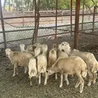 كباشه بلدي