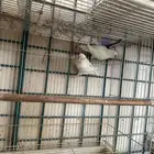 ازواج روز البينو بالفروخ