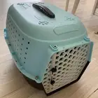 قط صغير