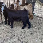 تيوس مخاصي