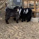 تيوس مخاصي