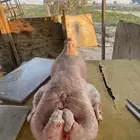 ذبايح