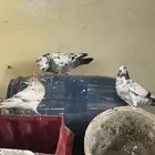 للبيع حمام مشكل