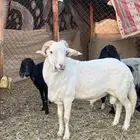 فحل هجين سياكلي مع حري للبيع الخرج