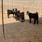 تيوس عوارض ذبايح ثلاجه ذبائح حري يوجد صلخ وتوصيل