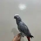 كاسكو هولندي ( تم البيع )