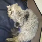 للبيع قطه
