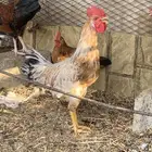 ديك بلدي كفو