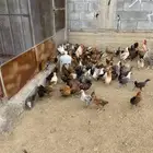 فروخ بلدي