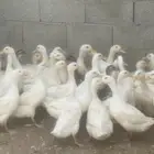 بط بكين للأكل