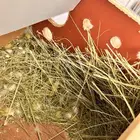 جوز روز منتج شرط