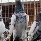 مجموعة حمام باكستاني اساسات للبيع