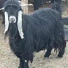 تيس عارضي سديس