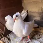 البيع زقليل
