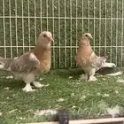 حمام تركي